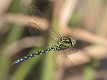 Aeshna cyanea in flight-2552